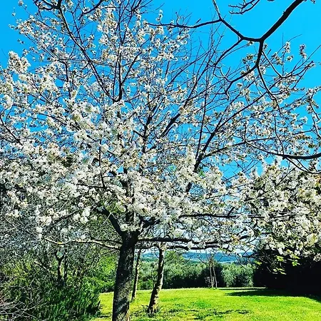 Tenuta Agricola Fraschiera Farma